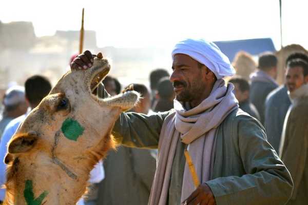Half-Day Birqash Camel Market Tour Itinerary