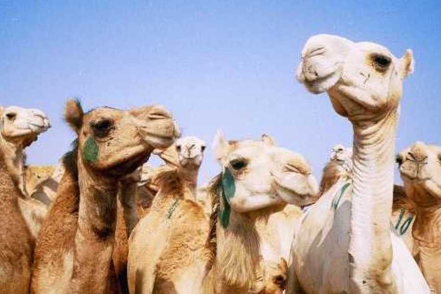 Egypt Tour packages Half-Day Birqash Camel Market Tour Itinerary