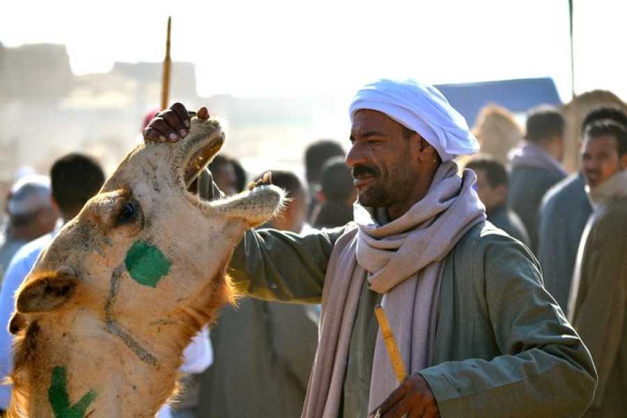 Egypt Tour packages Half-Day Birqash Camel Market Tour Itinerary