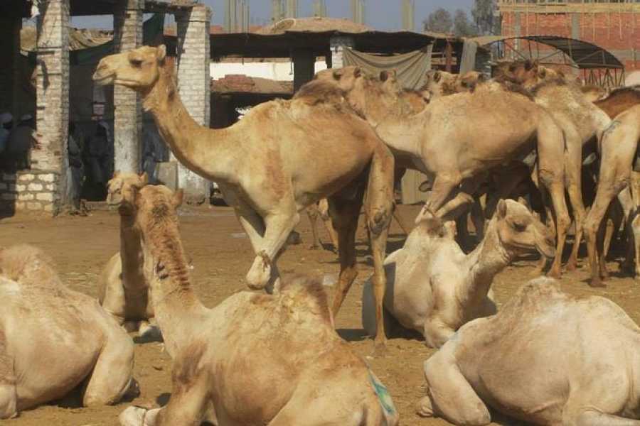 Egypt Tour packages Half-Day Birqash Camel Market Tour Itinerary