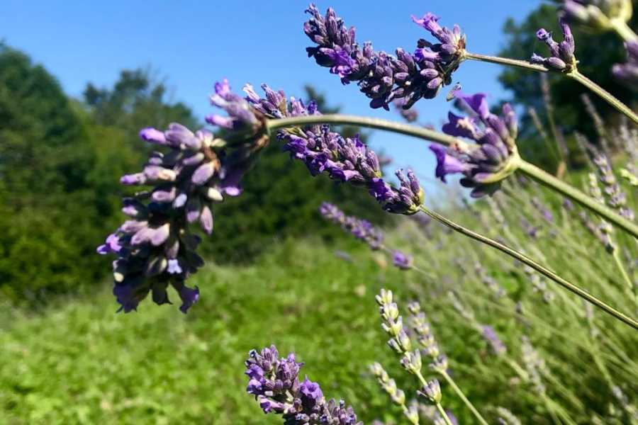 Modenatur Una passeggiata nel benessere: tra piante officinali, aromatiche ed infusi - Cimone Slow