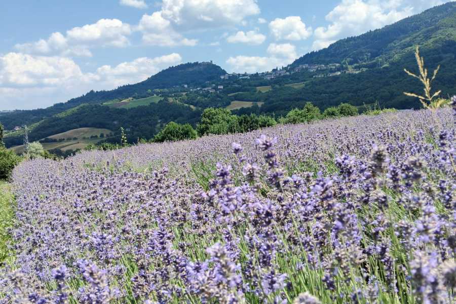 Modenatur La magia della distillazione - Cimone Slow