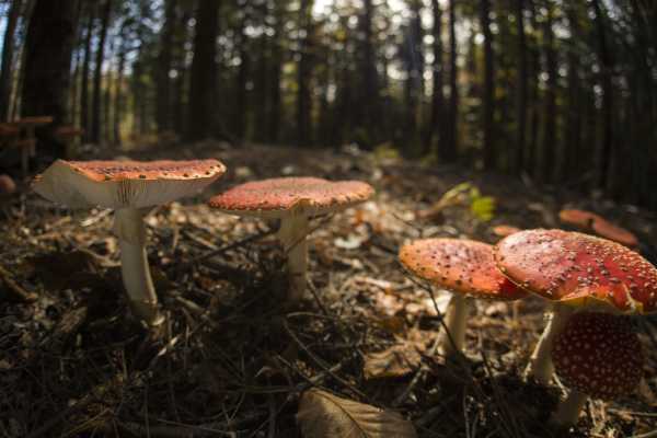 Il misterioso mondo dei funghi - Conoscere i Parchi bolognesi