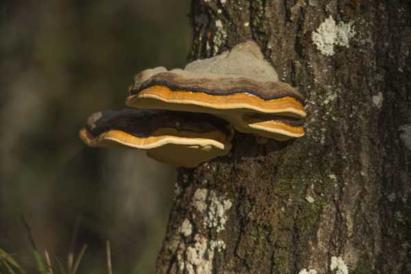 Il misterioso mondo dei funghi - Conoscere i Parchi bolognesi