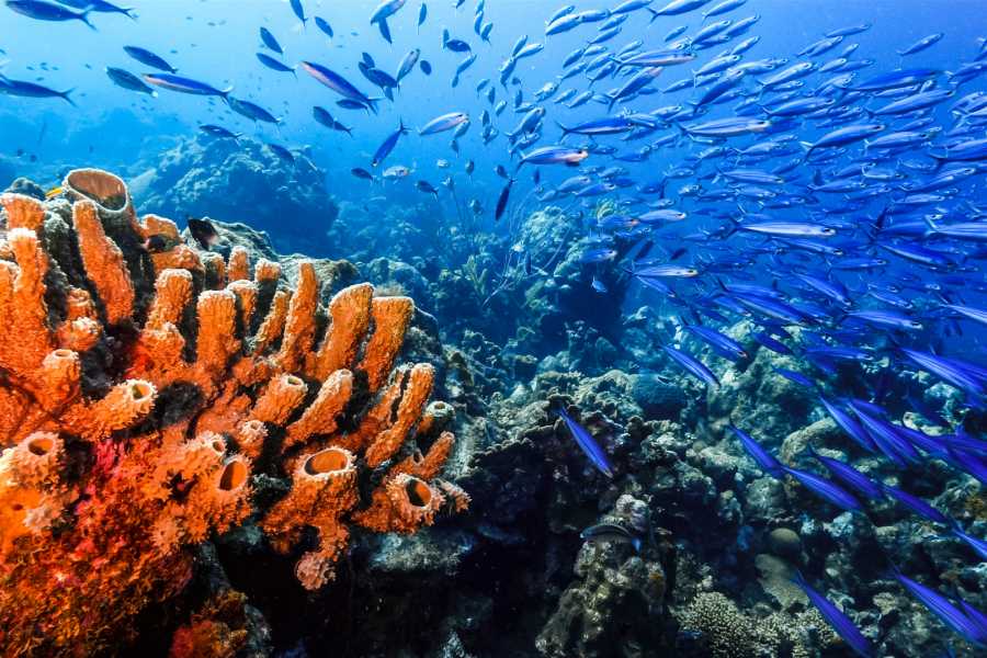 Tour Guanacaste RIU Catamaran Snorkeling and Nature Tour