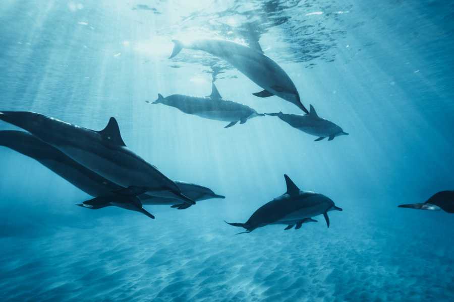 Tour Guanacaste RIU Catamaran Snorkeling and Nature Tour