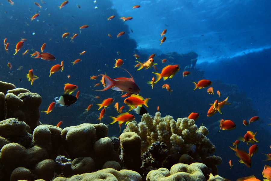 Tour Guanacaste RIU Catamaran Snorkeling and Nature Tour
