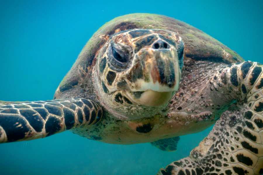 Tour Guanacaste RIU Catamaran Snorkeling and Nature Tour
