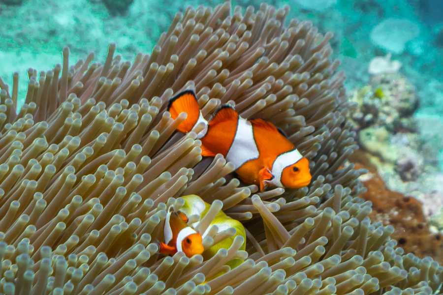 Tour Guanacaste RIU Catamaran Snorkeling and Nature Tour