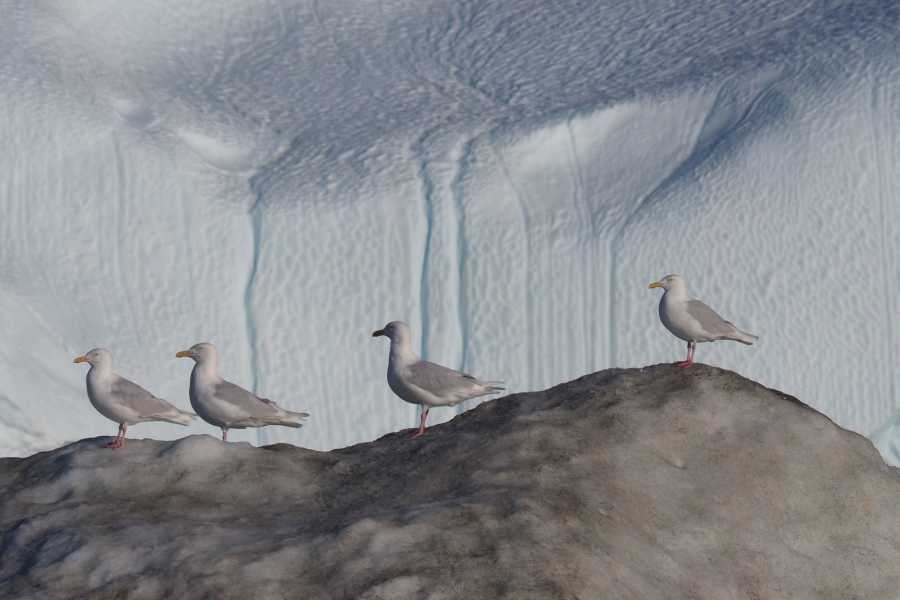 Diskobay Tours Ilimanaq Whale Watching