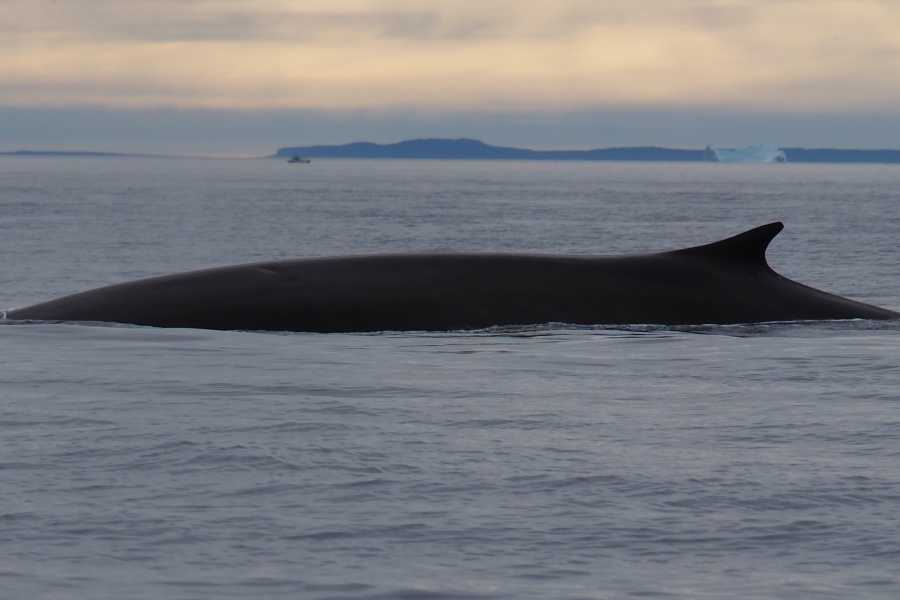 Diskobay Tours Ilimanaq Whale Watching