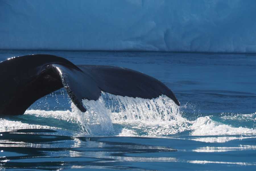 Diskobay Tours Ilimanaq Whale Watching