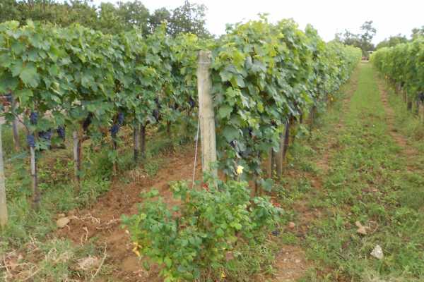 'Tuscan Wine Tour' - Full day