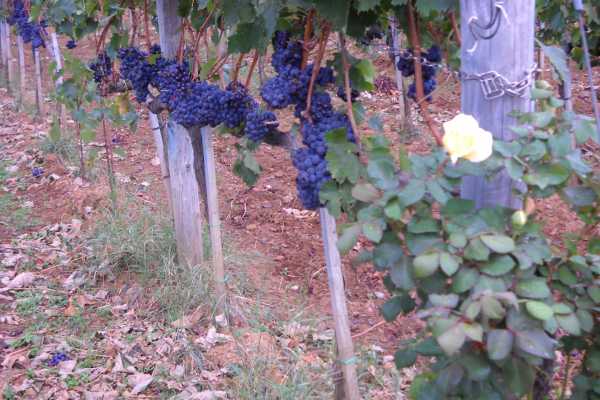 'Tuscan Wine Tour' - Full day