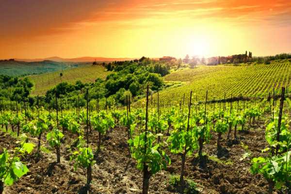 'Tuscan Wine Tour' - Full day