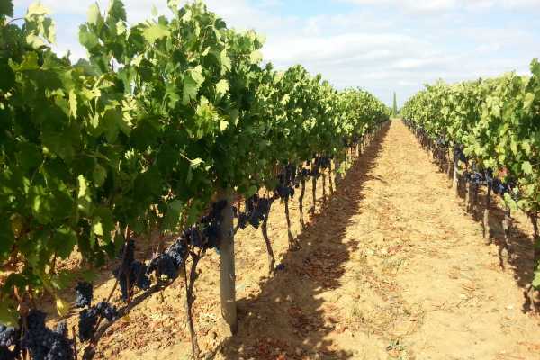 'Tuscan Wine Tour' - Full day