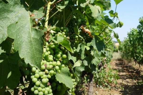 'Tuscan Wine Tour' - Full day