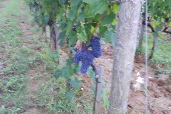 'Tuscan Wine Tour' - Full day
