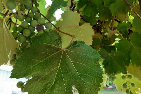 'Tuscan Wine Tour' - Full day