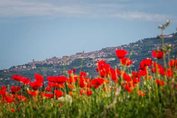 'Tuscan Wine Tour' - Full day