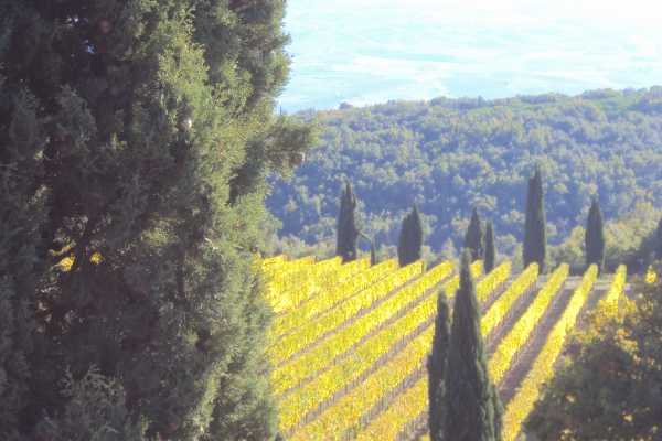 'Tuscan Wine Tour' - Full day