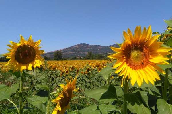 'Tuscan Wine Tour' - Full day