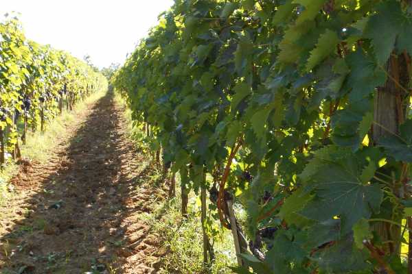 'Tuscan Wine Tour' - Full day