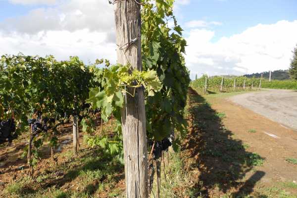 'Tuscan Wine Tour' - Full day