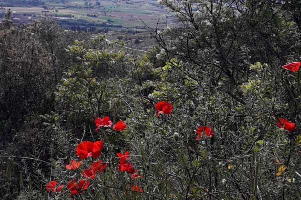 'Tuscan Wine Tour' - Full day