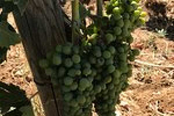 'Tuscan Wine Tour' - Full day