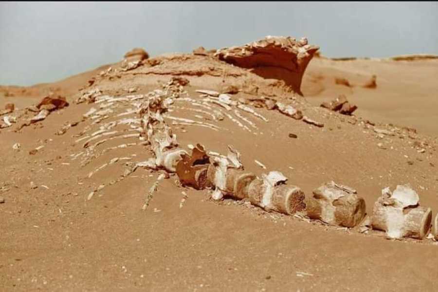 Egypt Tour packages 4 Days Trip to the white desert and wadi el Hitan from Alexanderia