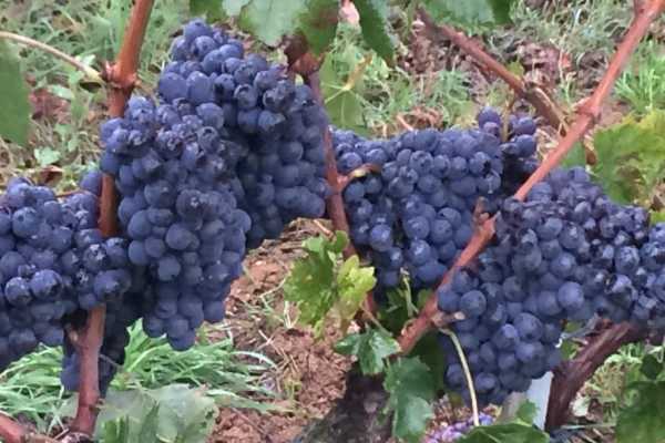 Hd 'Tuscan Wine Tour'