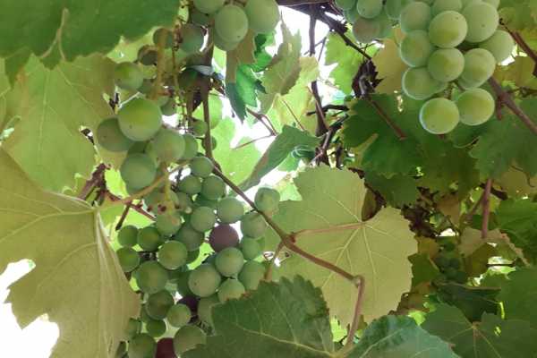 Wine Tour 'Following Wine Roads'  half day