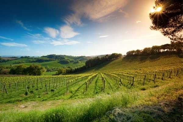 Wine Tour 'Following Wine Roads'  half day
