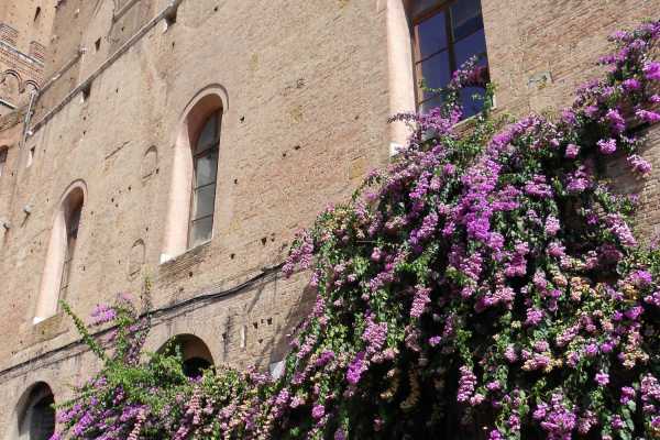 Fd 'Siena and S.Gimignano'