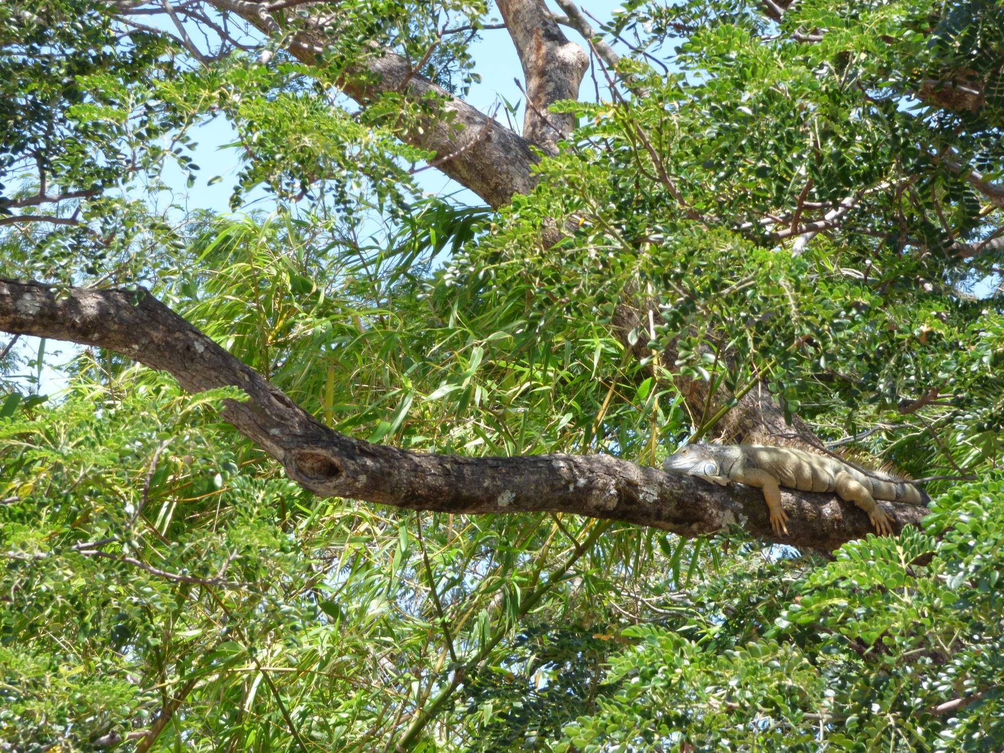 Palo Verde National Park Tour, Guanacaste, Costa Rica to