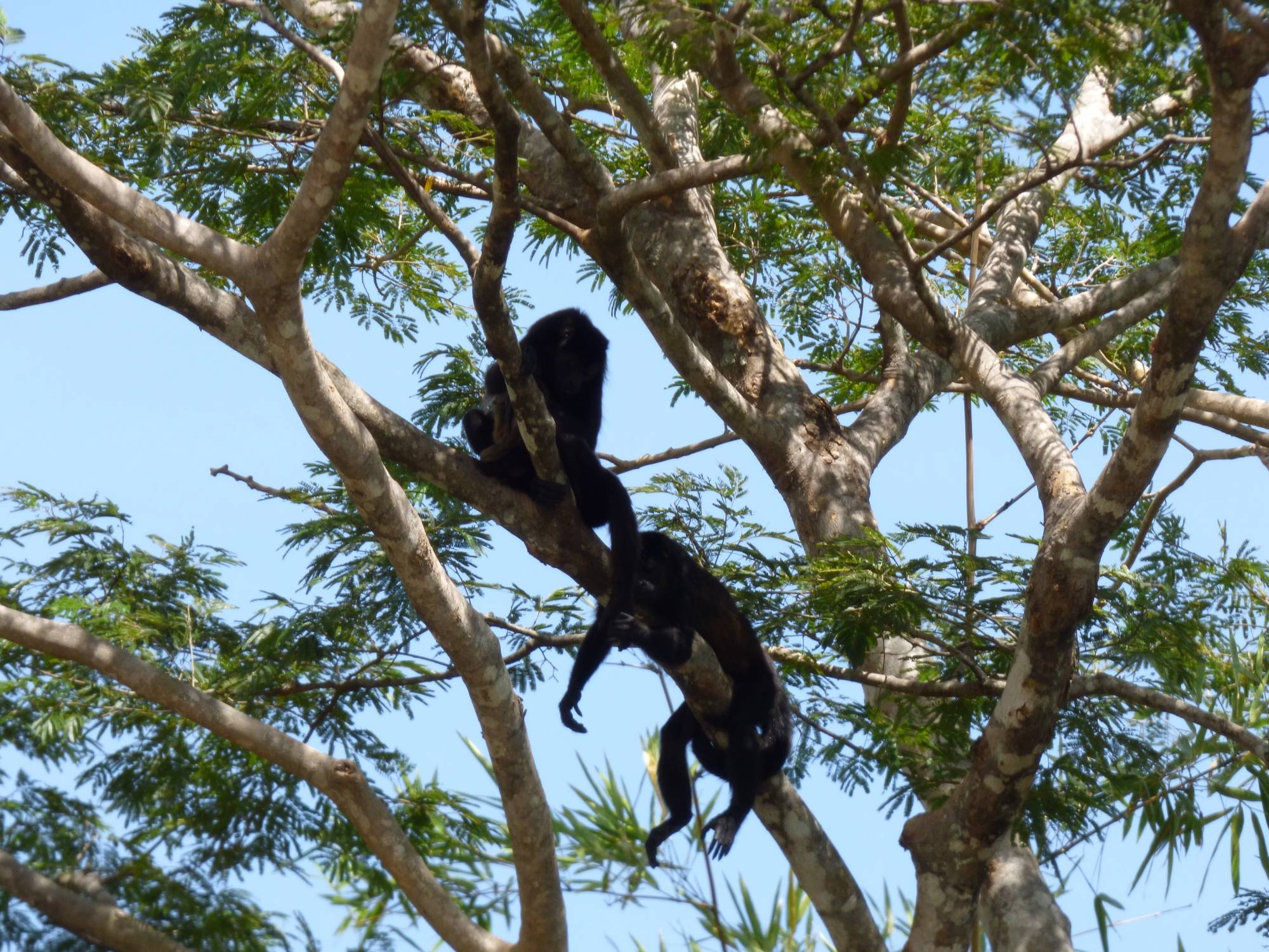 Palo Verde National Park Tour, Guanacaste, Costa Rica to