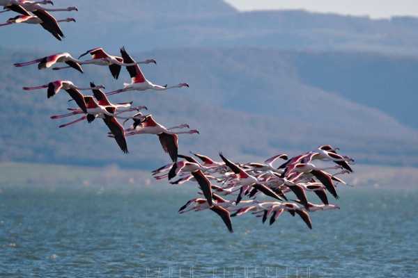 Hd 'Island  Maggiore and Lake Trasimeno'