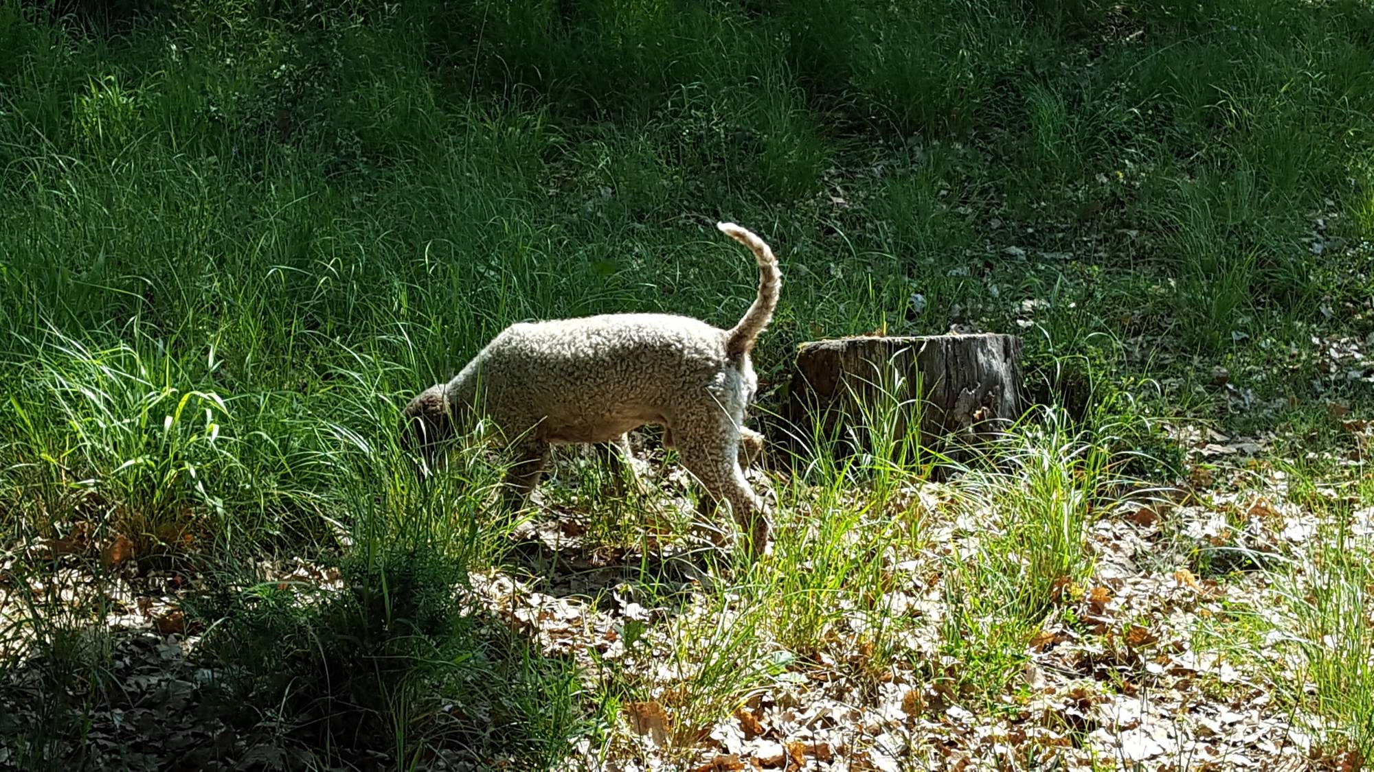 Private Meteora Truffle Hunting and Lunch