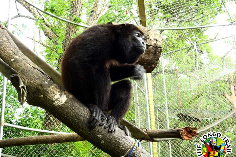 Congo Canopy Monkey Sanctuary Tour