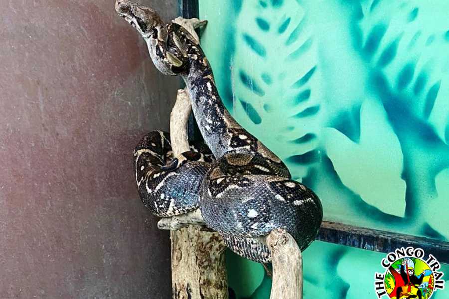 Congo Canopy Monkey Sanctuary Tour