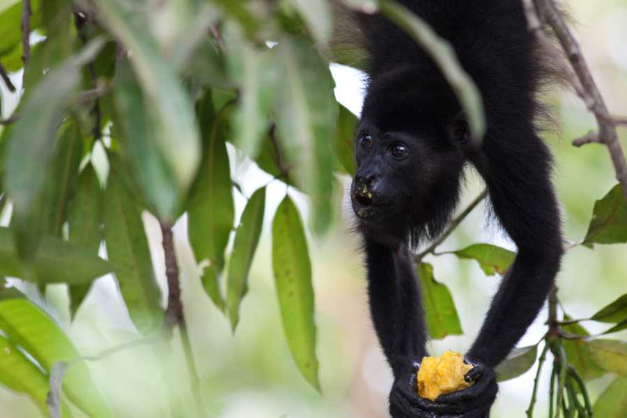 Congo Canopy Monkey Sanctuary Tour