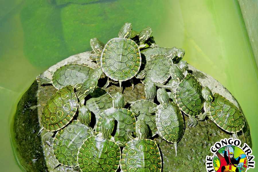 Congo Canopy Monkey Sanctuary Tour