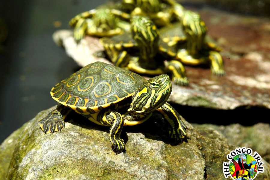 Congo Canopy Monkey Sanctuary Tour