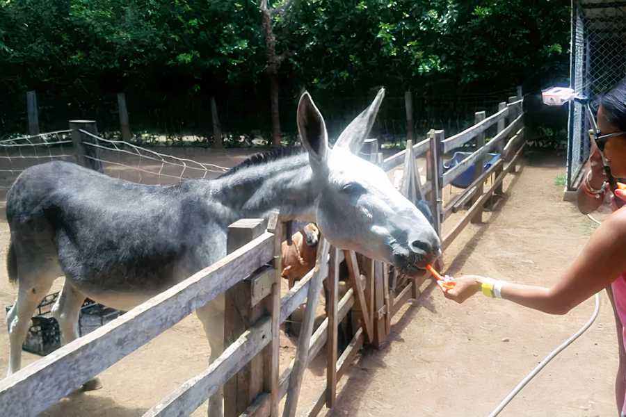 Congo Canopy Monkey and Wildlife Tour