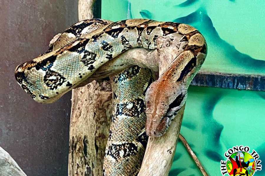 Congo Canopy Monkey Sanctuary Tour