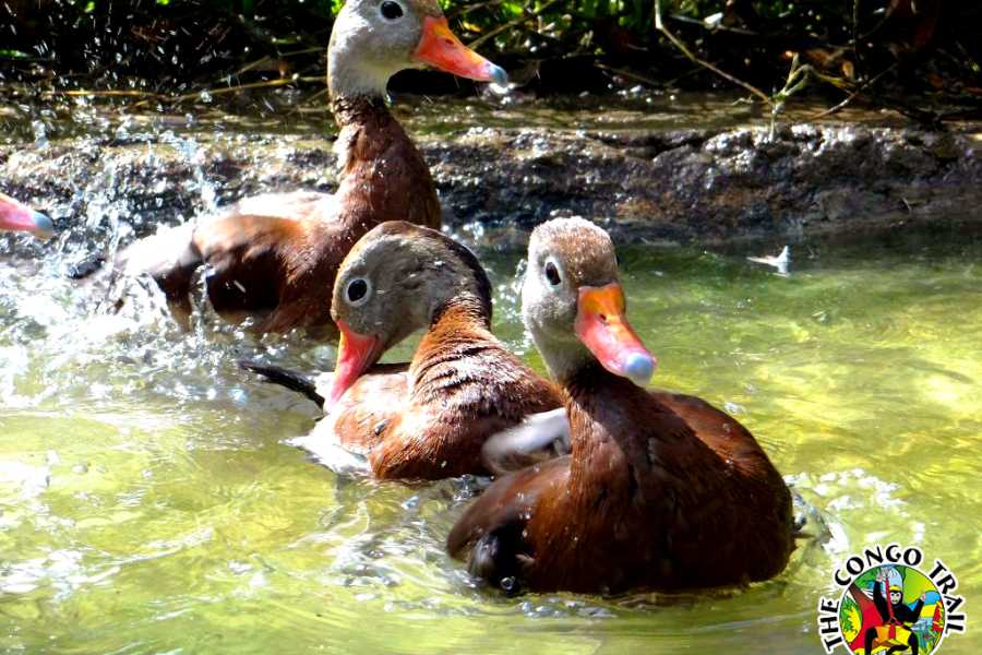 Congo Canopy Monkey Sanctuary Tour
