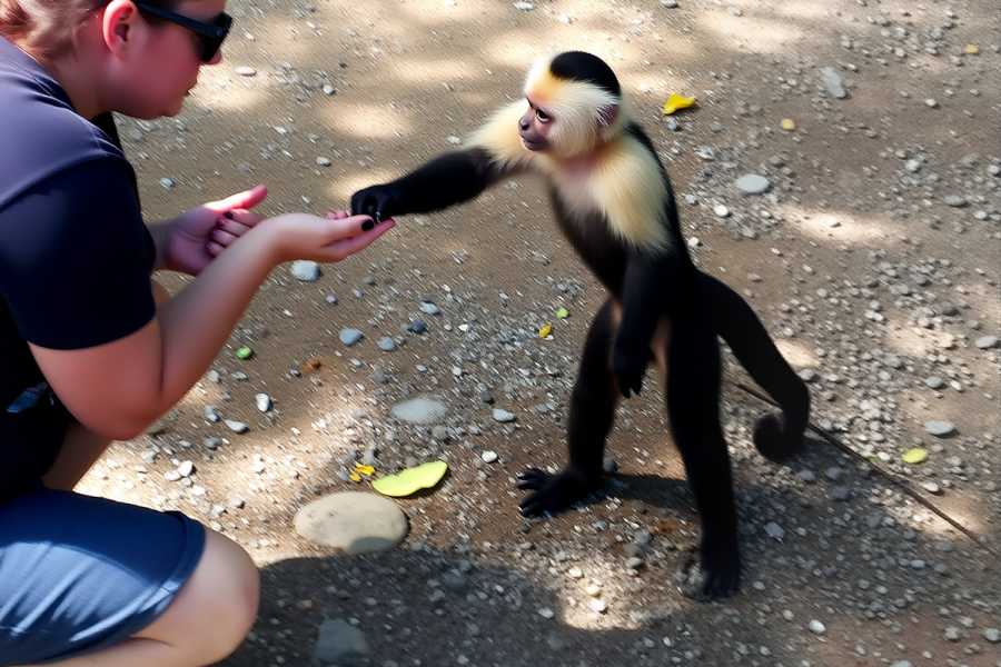 Congo Canopy Monkey and Wildlife Tour
