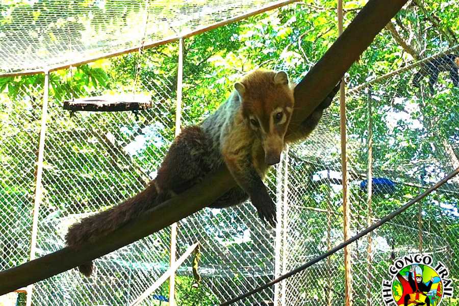 Congo Canopy Monkey Sanctuary Tour