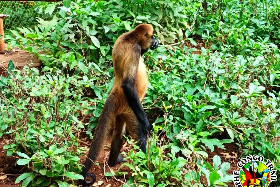 Congo Canopy Monkey Sanctuary Tour